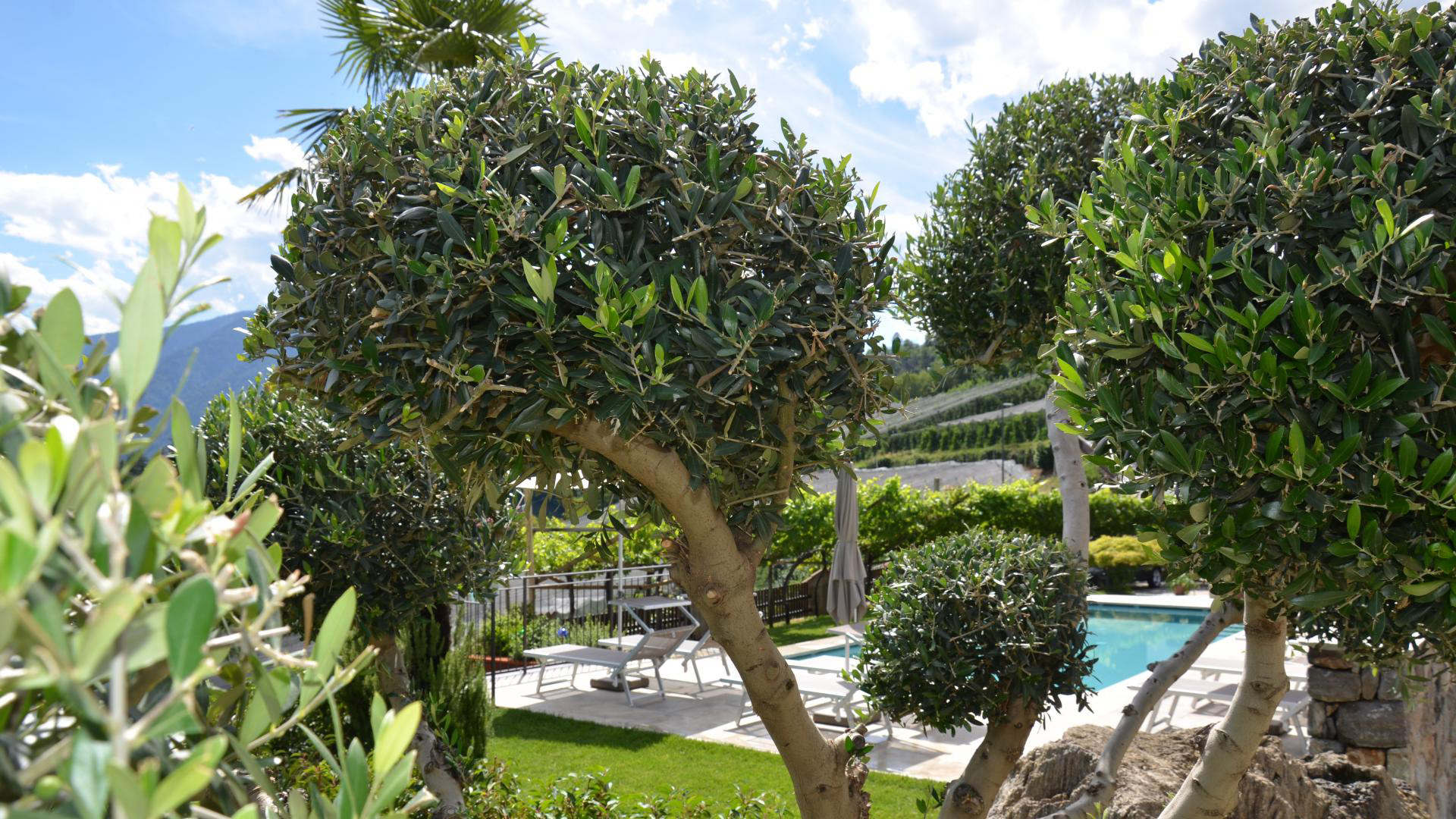 Mediterrane Olivenbäume im Garten des Mayerhofs in Kuens bei Meran mit Blick auf Pool und Liegebereich – südländisches Flair in Südtirol